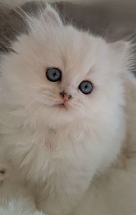 Britisch Langhaar Kitten mit Stammbaum