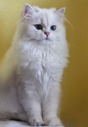 Britisch Langhaar Kitten mit Stammbaum