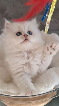 Britisch Langhaar Kitten mit Stammbaum