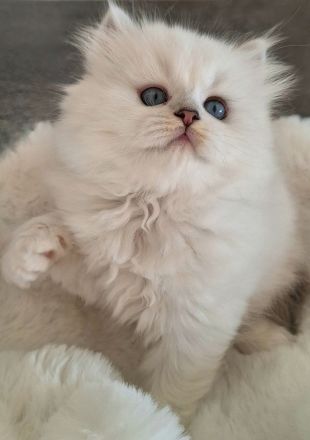 Britisch Langhaar Kitten mit Stammbaum