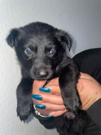 Deutsche Schäferhund Welpen