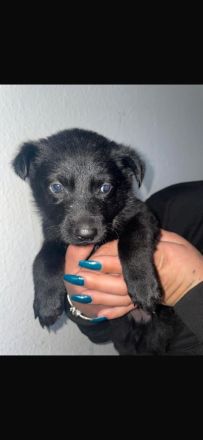 Deutsche Schäferhund Welpen