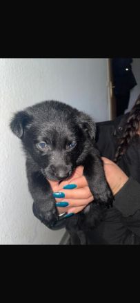 Deutsche Schäferhund Welpen