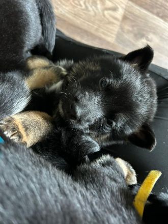 Deutsche Schäferhund Welpen