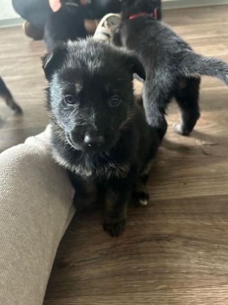 Deutsche Schäferhund Welpen