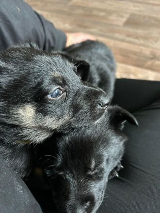 Deutsche Schäferhund Welpen