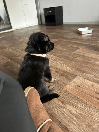 Deutsche Schäferhund Welpen