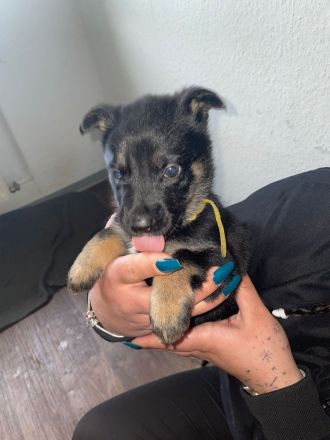Deutsche Schäferhund Welpen