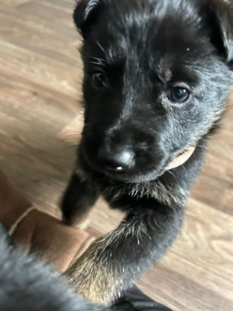 Deutsche Schäferhund Welpen