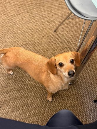 Kleine, verschmuste Dackel Mix Dame Kira