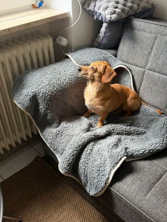 Kleine, verschmuste Dackel Mix Dame Kira