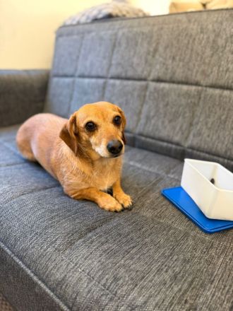 Kleine, verschmuste Dackel Mix Dame Kira