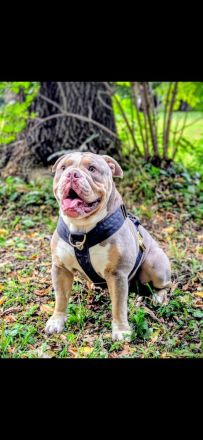 NEW Old English Bulldog Welpen-geb. am 06.11.2025