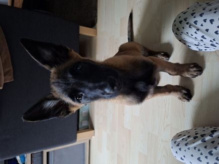 *DRINGEND* Malinois-Welpe sucht neues Zuhause