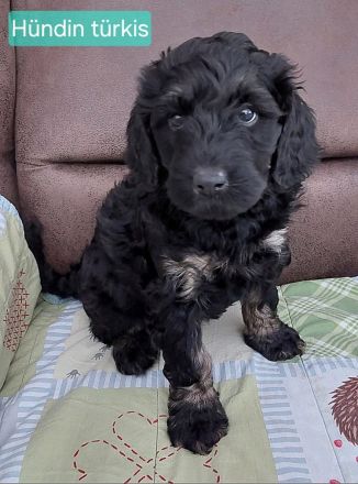 Hübsche Doodle Welpen - Bernedoodle x Königspudel Welpen ab 27.12. in liebevolle Hände
