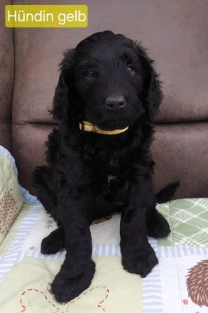 Hübsche Doodle Welpen - Bernedoodle x Königspudel Welpen ab 27.12. in liebevolle Hände