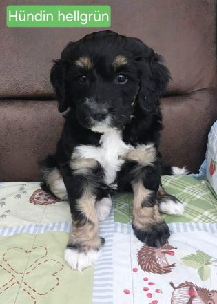 Hübsche Doodle Welpen - Bernedoodle x Königspudel Welpen ab 27.12. in liebevolle Hände