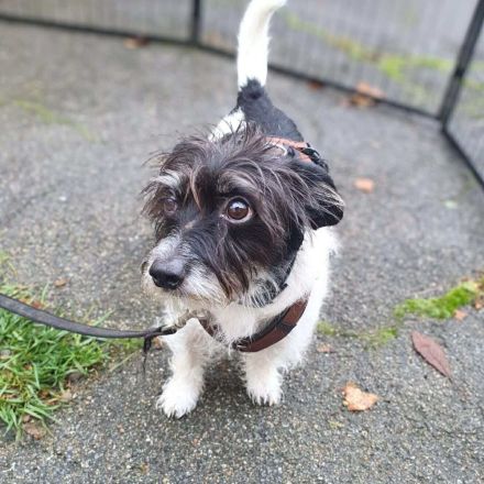 Balco in 92431 Neunburg sucht sein Für-immer-Zuhause