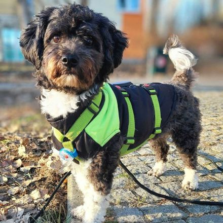 Oskar in 10318 Berlin sucht sein Für-immer-Zuhause