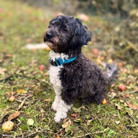 Oskar in 10318 Berlin sucht sein Für-immer-Zuhause