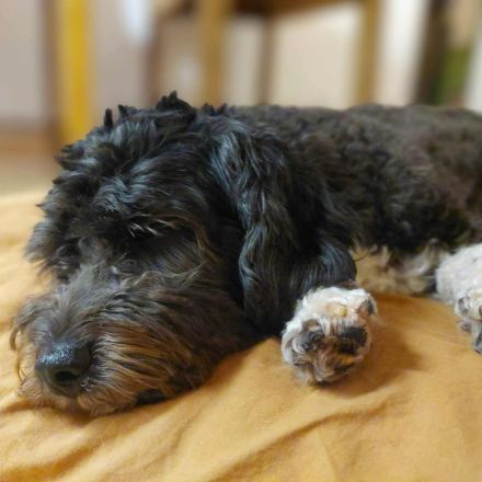 Oskar in 10318 Berlin sucht sein Für-immer-Zuhause