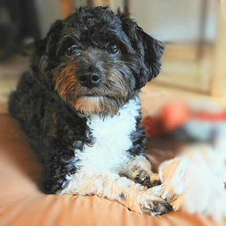 Oskar in 10318 Berlin sucht sein Für-immer-Zuhause