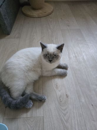 BLUE POINT BKH & BLH KITTEN