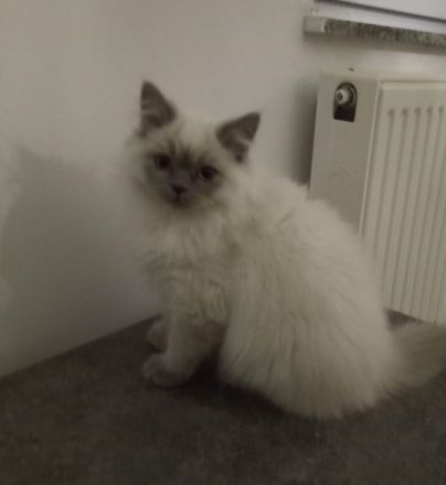 BLUE POINT BKH & BLH  KITTEN