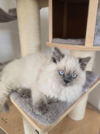 BLUE POINT BKH & BLH  KITTEN