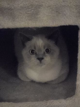 BLUE POINT BKH & BLH KITTEN