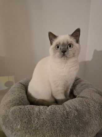 BLUE POINT BKH & BLH KITTEN