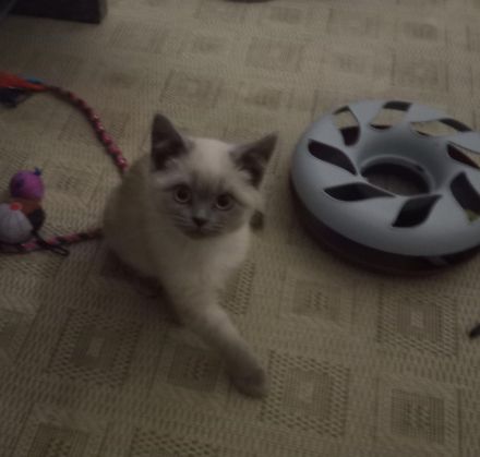 BLUE POINT BKH & BLH KITTEN