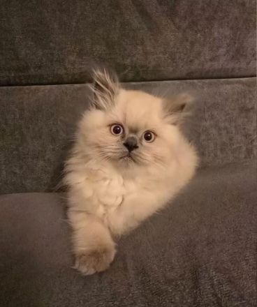 BLUE POINT BKH & BLH  KITTEN