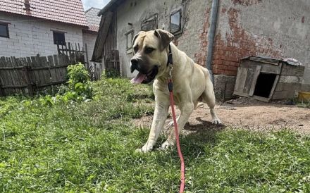 Majestätischer Joseph wartet auf Sie: Imposant, aber sanft und freundlich