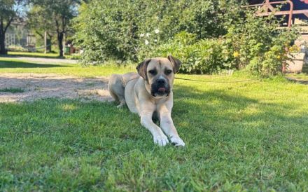 Majestätischer Joseph wartet auf Sie: Imposant, aber sanft und freundlich