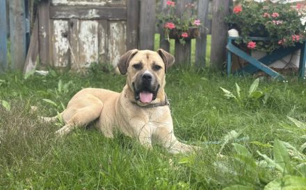 Majestätischer Joseph wartet auf Sie: Imposant, aber sanft und freundlich