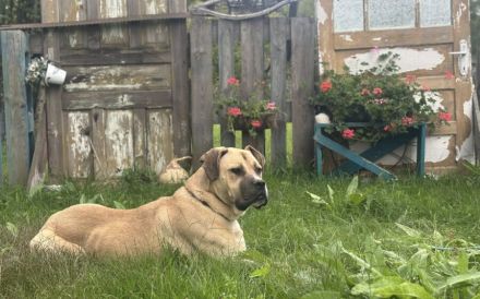 Majestätischer Joseph wartet auf Sie: Imposant, aber sanft und freundlich