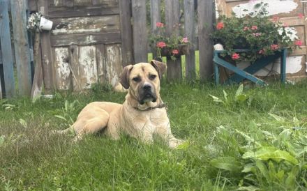 Majestätischer Joseph wartet auf Sie: Imposant, aber sanft und freundlich