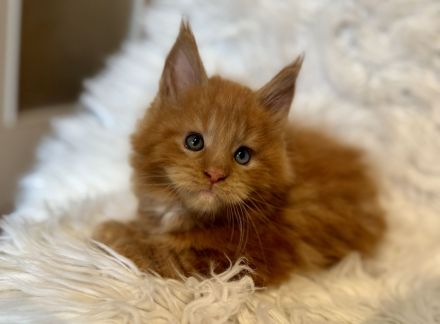 Maine Coon Babys mit blauen Augen
