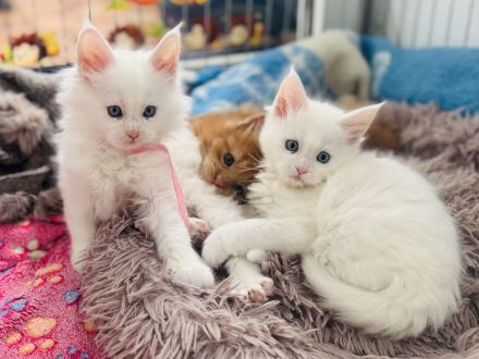 Maine Coon Babys mit blauen Augen
