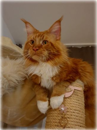 Maine Coon Babys mit blauen Augen