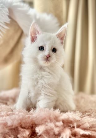 Maine Coon Babys mit blauen Augen