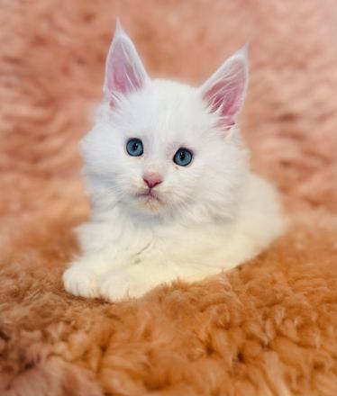 Maine Coon Babys mit blauen Augen
