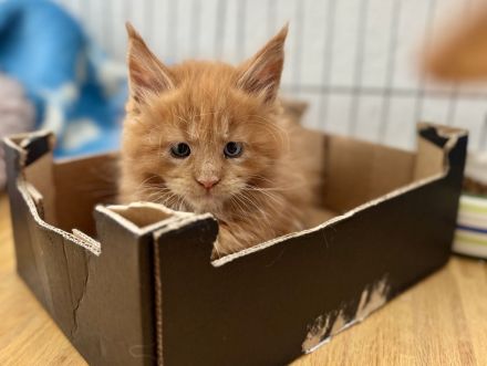 Maine Coon Babys mit blauen Augen