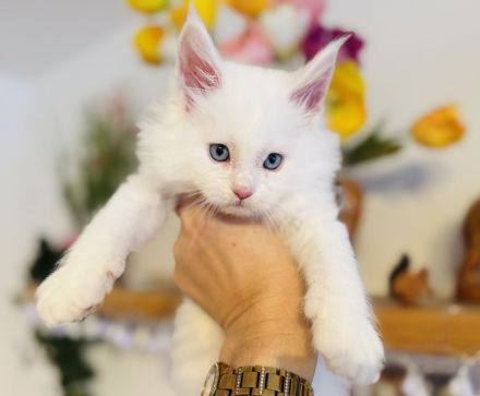 Maine Coon Babys mit blauen Augen