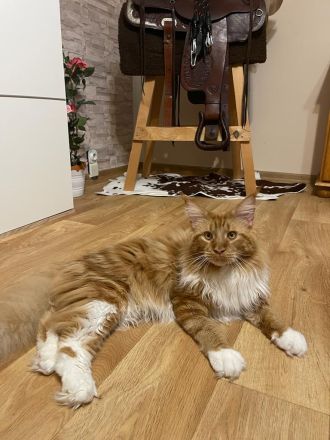 Maine Coon Babys mit blauen Augen