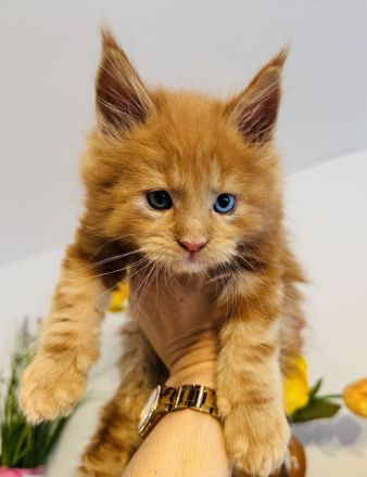 Maine Coon Babys mit blauen Augen