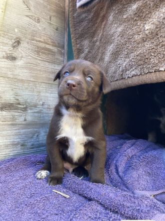 Deutsch Drahthaar x Husky Welpen