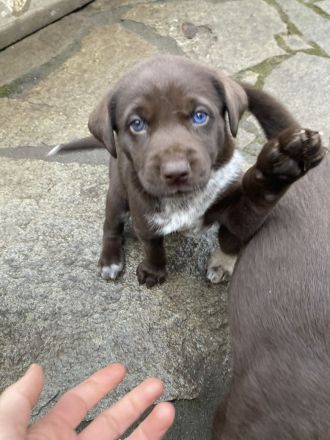 Deutsch Drahthaar x Husky Welpen