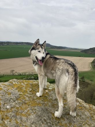 Deutsch Drahthaar x Husky Welpen